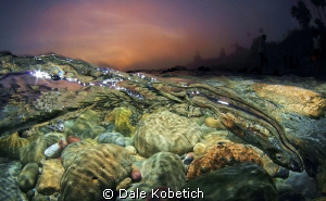 foggy evening in Laguna Beach by Dale Kobetich 